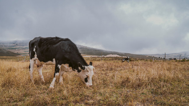 vaca comiendo en d&iacute;a nublado 