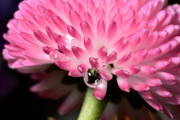 Gentle reflection on the water droplets macro photo