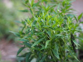 Thai herbs King of Bitter scientific name Andrographis paniculate Burm, Fah Talai john, green vegetable tree plant blooming in garden green vegetable protect coronavirus covid-19