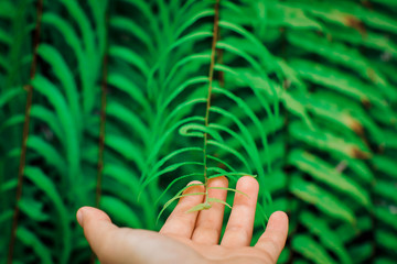 Open the palm touching green fern leaf or green leaves in the forest.Close up photo of some fern plants and leaves. Beautiful green colors on darker background. Pattern of green leaflets lighted. © Warunporn