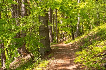 Blühender Bärlauch Wald © Matthias