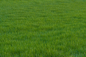rice field in thailand