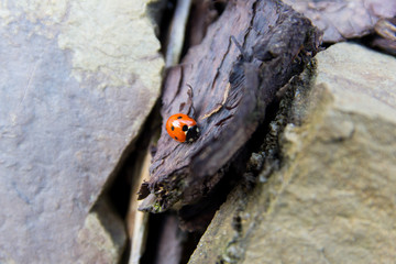 A ladybug crawling ofer a piece of wood