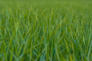 green grass background