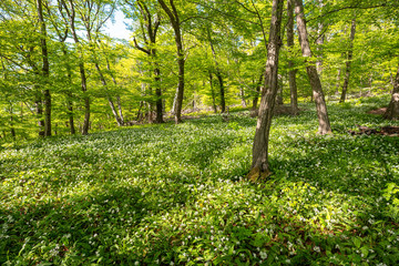 Fototapeta premium Blühender Bärlauch Wald