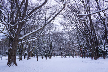 Hokkaido Shrine - Heritage Shrine built in 1869, surrounded by mountain.