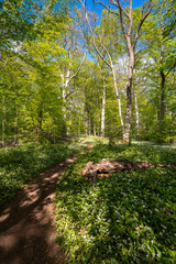 Obraz premium Blühender Bärlauch Wald