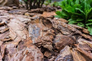 Tree bark for decoration and mulching in landscape design. Tree bark texture background closeup.