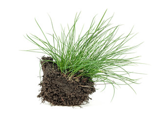 Green grass with earth isolated on a white background. Wild grass with soil.