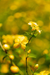황매화 (Sulfur flower)