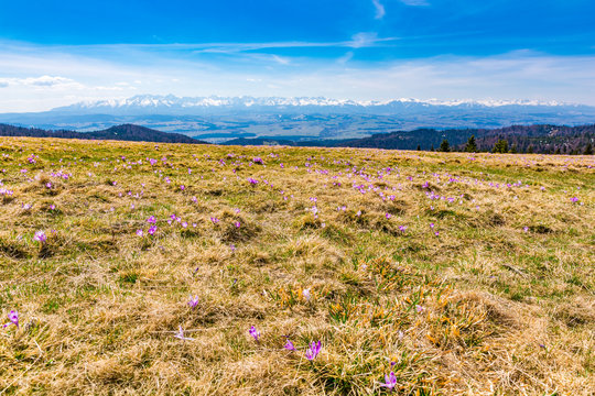 Mountain glade (Hala Dluga) near the Turbacz peak in the Gorce National Park with flowers (Crocus scepusiensis) blooming in early spring. In the background a view of the Tatra Mountains.