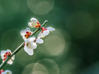 梅 Plum
