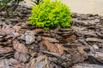 Tree bark for decoration and mulching in landscape design. Tree bark texture background closeup.