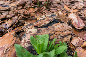 Tree bark for decoration and mulching in landscape design. Tree bark texture background closeup.