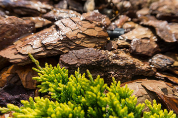 Tree bark for decoration and mulching in landscape design. Tree bark texture background closeup.