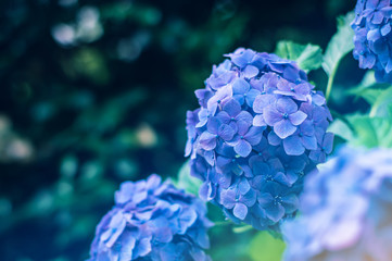 青い紫陽花