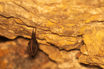 bat hanging in a gallery of an abandoned mine

