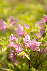 철쭉 (Royal azalea)