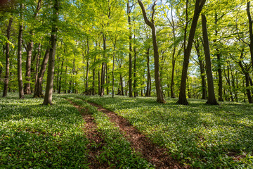 Bl&uuml;hender B&auml;rlauch Wald