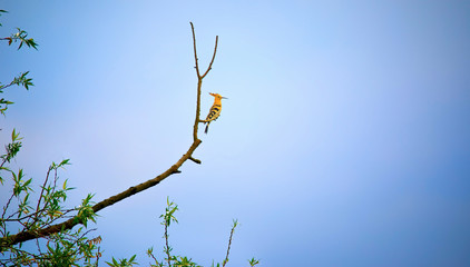 Beautiful Hoopoe, Eurasian Hoopoe Upupa epops, breast profile, standing on a branch. © Jiří Fejkl
