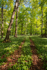 Bl&uuml;hender B&auml;rlauch Wald
