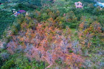 Persimmon orange fruits in the autumn garden. Japanese persimmon, Diospyros kaki Lycopersicum. Persimmon fruit on Kaki plum tree branch, DaLat, Vietnam. Aerial view at farm