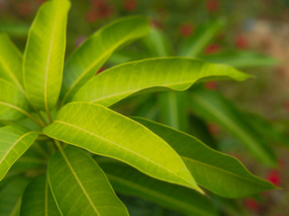 green leaf background