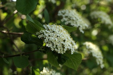 Sambucus nigra - European black elderberry flower and foliage