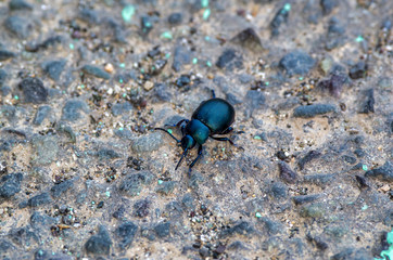 detail of black leaf beetle in my garden