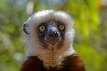 Portrait d'un lémurien (Propithèque de Coquerel)