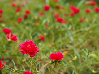 Obraz na płótnie Canvas red poppy flowers