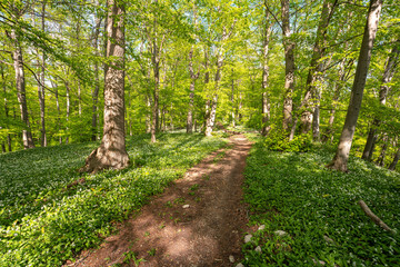 Blühender Bärlauch Wald