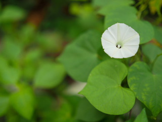 white butterfly on a leaf