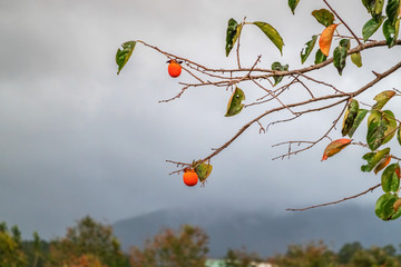 Persimmon orange fruits in the autumn garden. Japanese persimmon, Diospyros kaki Lycopersicum. Persimmon fruit on Kaki plum tree branch, DaLat, Vietnam. Aerial view at farm