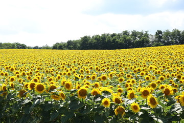 Fototapeta premium ひまわり畑風景