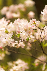 철쭉 (Royal azalea)