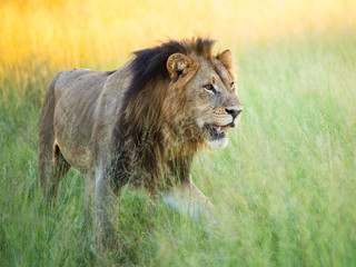 a beautiful African lion proudly walking african savanna lit by botswana's setting sun