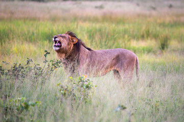 a beautiful African lion proudly walking african savanna lit by botswana's setting sun