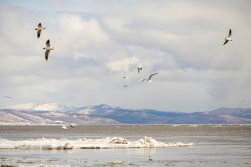 many black-headed gulls fly over the watercourse against a cloudy gray sky, against a gray-blue spring landscape, hills and mountains in the distance
the period of ice drift, ice floes