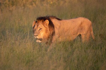 a beautiful African lion proudly walking african savanna lit by botswana's setting sun