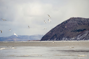 many black-headed gulls fly over the watercourse against against a background of black dark hills with trees without leaves, the period of spring ice drift         