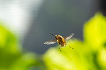 The large bee-fly (Bombylius major), a fly disguised as a bee, photographed from the back as it floats in the air