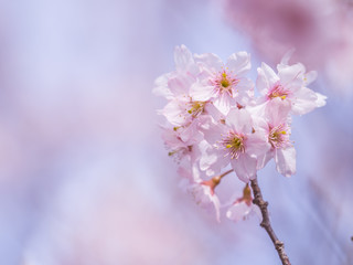 桜 Cherryblossom 