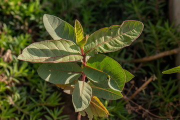 Guava, (Psidium guajava), small tropical tree or shrub of the family Myrtaceae, cultivated for its edible fruits. Guava trees are native to tropical America and are grown in tropical and subtropical.