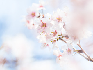 桜 Cherryblossom 