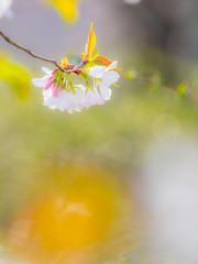 Obraz premium 桜 Cherryblossom 