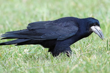 raven on the grass in parck