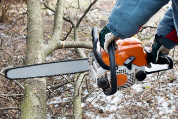 A man saws fallen trees with a chainsaw in early spring. Clearing the infield of unnecessary, old...