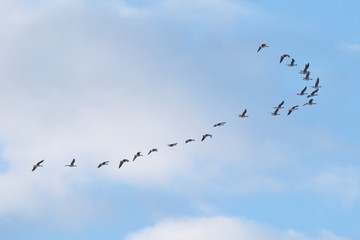 flock of birds wild grey geese