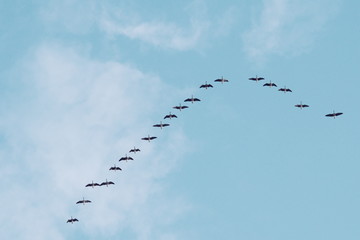 flock of birds wild grey geese © Iliya Mitskavets